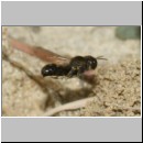 Lindenius albilabris - Grabwespe w06a 6-7mm - OS-Hasbergen Lehmsandhuegel.jpg